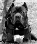 Working Cane Corso, exceling as Police K-9s, in working & protection jobs, sports and more.