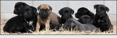 About Time Cane Corso Puppy Purchase Process