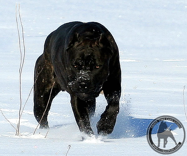 Cane Corso Chaos, About Time's Causing Chaos