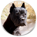 Rothorm JY Dream Fantagiro, Brindle Female Cane Corso Import