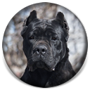 About Time's Fire When Ready, "Bang", Black Cane Corso Female Puppy