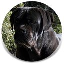 Rothorm JY Dream Imhotep, Black Male Cane Corso Import