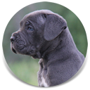 About Time's Premeditated, Blue Male Cane Corso Import Parents