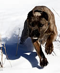 Demi, Blue brindle Cane Corso playing in the snow.