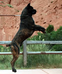 Amon, Import Cane Corso from Rothorm Kennels with Dyrium Pedigree.