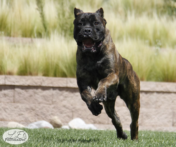 Chestnut Brindle Cane Corso Feamle for Sale