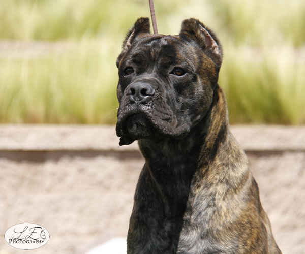 Chestnut Brindle Cane Corso Feamle for Sale