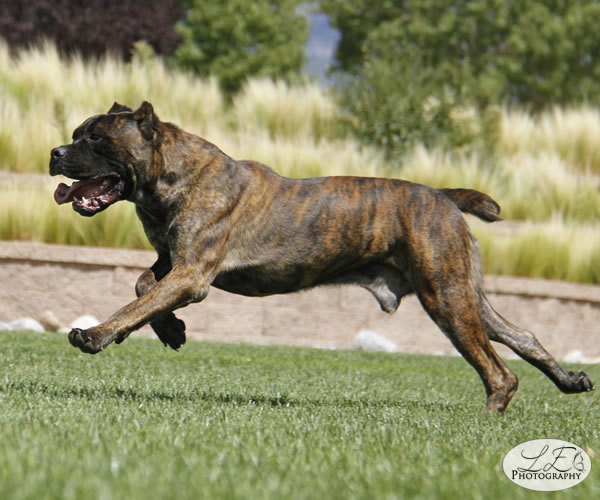 Chestnut Brindle Cane Corso Feamle for Sale