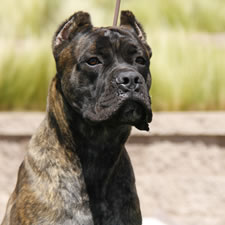 Chestnut Brindle Cane Corso Feamle for Sale