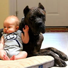 Boom, Chestnut Brindle Cane Corso Female