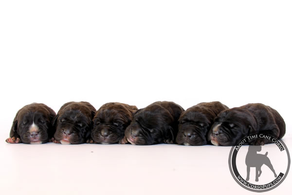 About Time Cane Corso Italiano - Genuine Versality!