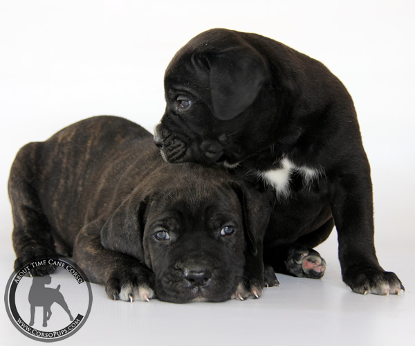 About Time Cane Corso Italiano - Genuine Versality!