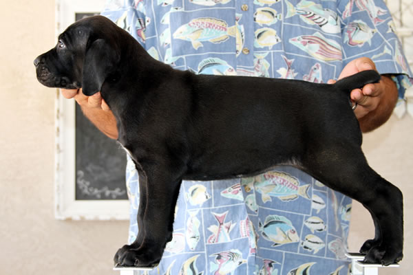 About Time Cane Corso Italiano - Genuine Versality!