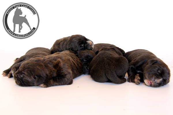 About Time Cane Corso Italiano - Genuine Versality!