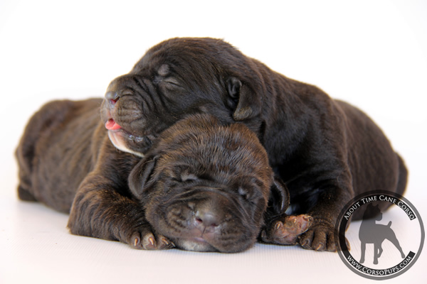 About Time Cane Corso Italiano - Genuine Versality!