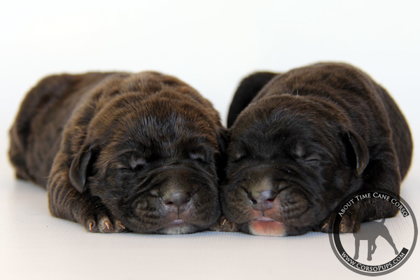 About Time Cane Corso Italiano - Genuine Versality!