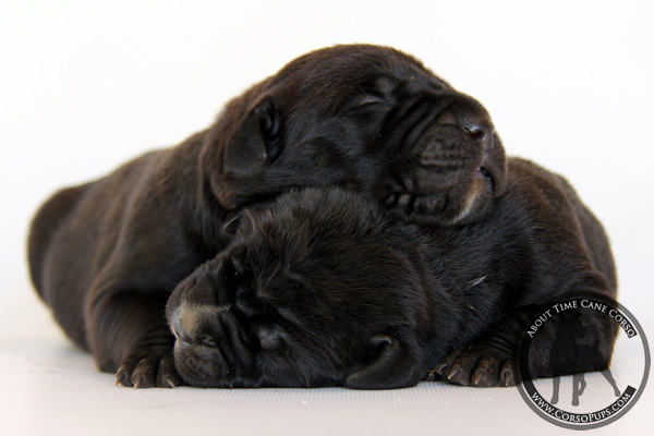 About Time Cane Corso Italiano - Genuine Versality!