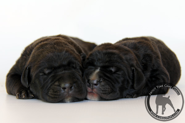 About Time Cane Corso Italiano - Genuine Versality!