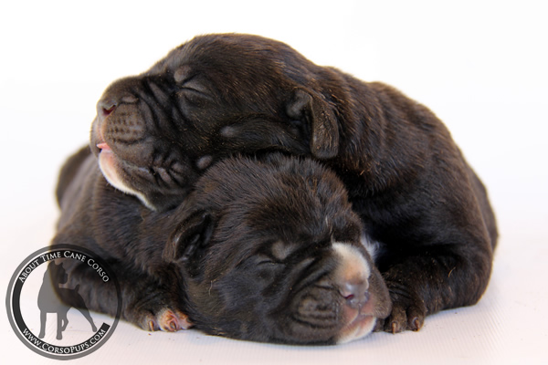 About Time Cane Corso Italiano - Genuine Versality!