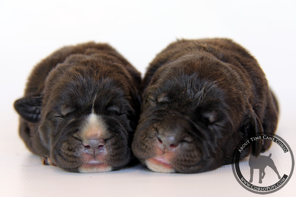 About Time Cane Corso Italiano - Genuine Versality!