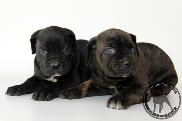 About Time Cane Corso Italiano - Genuine Versality!