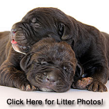About Time Cane Corso Italiano - Genuine Versality!