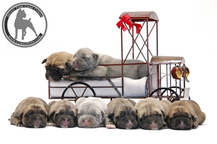 About Time Cane Corso Italiano - Genuine Versality!