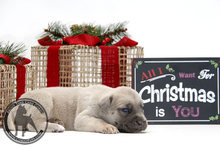 About Time Cane Corso Italiano - Genuine Versality!