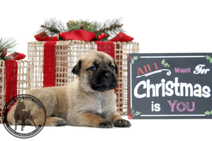 About Time Cane Corso Italiano - Genuine Versality!