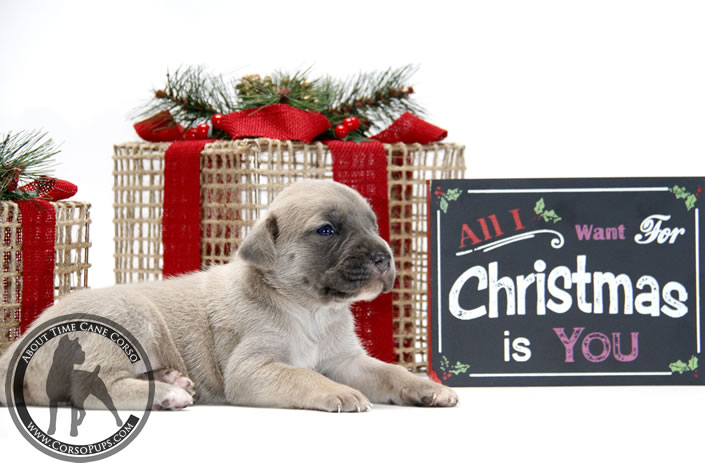 About Time Cane Corso Italiano - Genuine Versality!