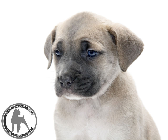 About Time Cane Corso Italiano - Genuine Versality!