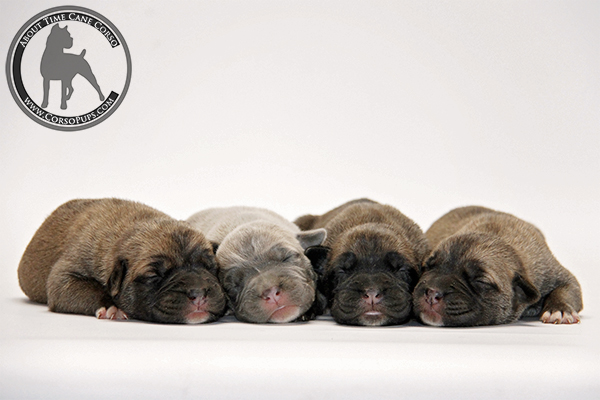 About Time Cane Corso Italiano - Genuine Versality!