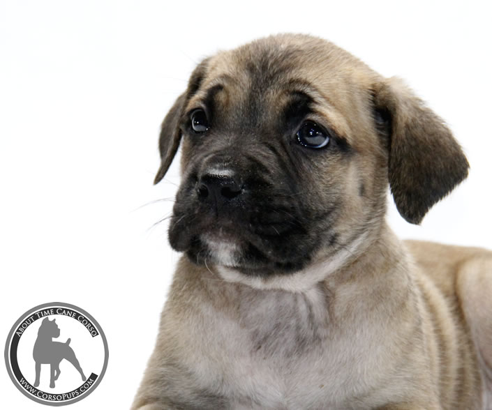 About Time Cane Corso Italiano - Genuine Versality!