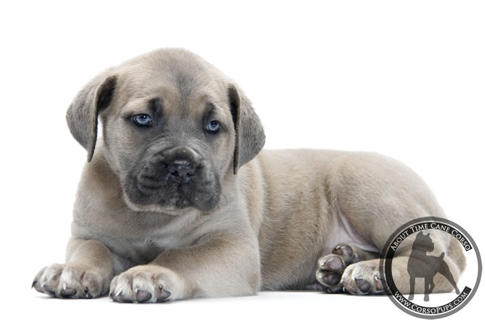About Time Cane Corso Italiano - Genuine Versality!