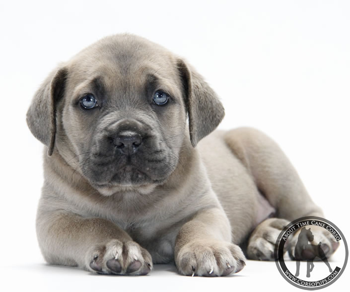 About Time Cane Corso Italiano - Genuine Versality!