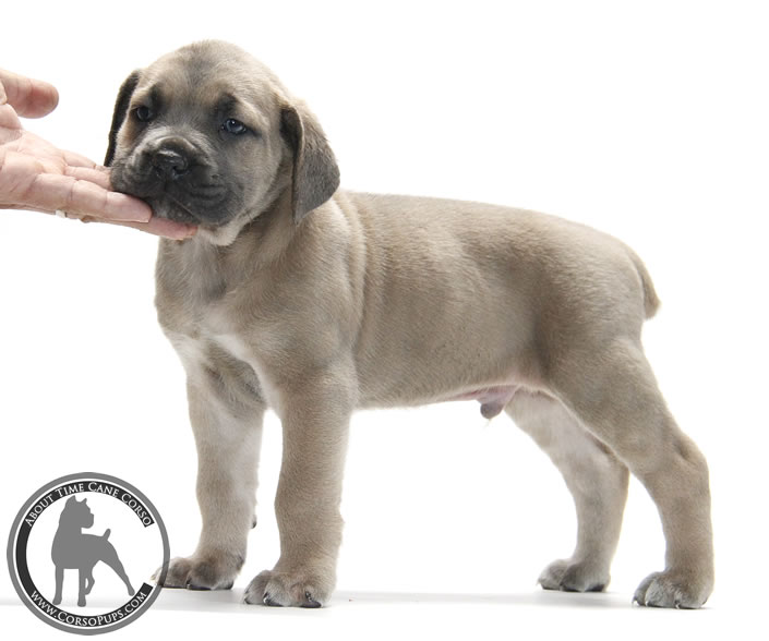 About Time Cane Corso Italiano - Genuine Versality!
