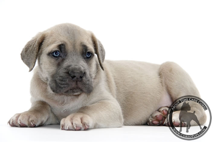 About Time Cane Corso Italiano - Genuine Versality!