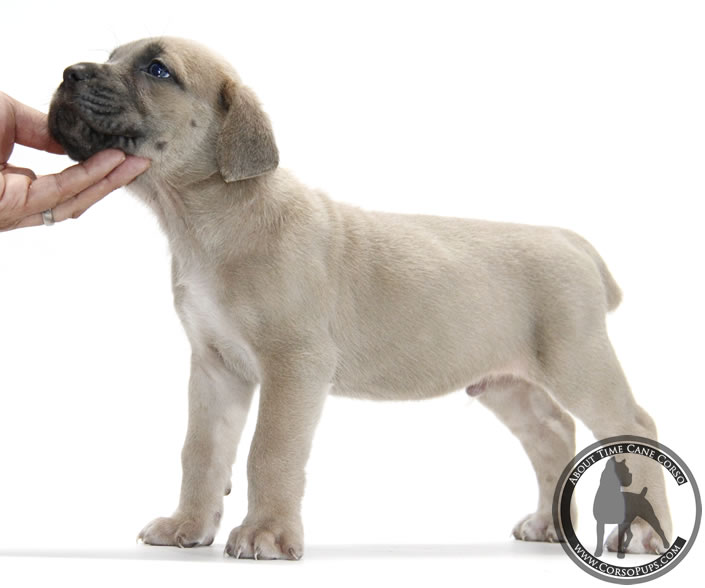 About Time Cane Corso Italiano - Genuine Versality!