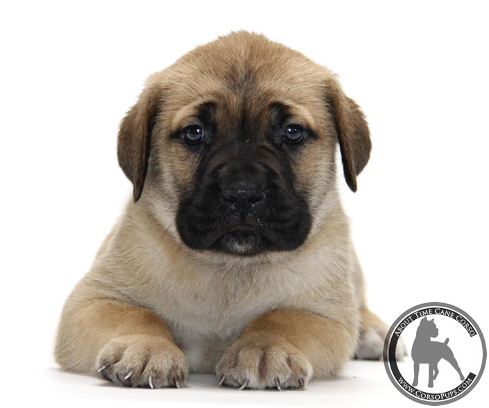 About Time Cane Corso Italiano - Genuine Versality!