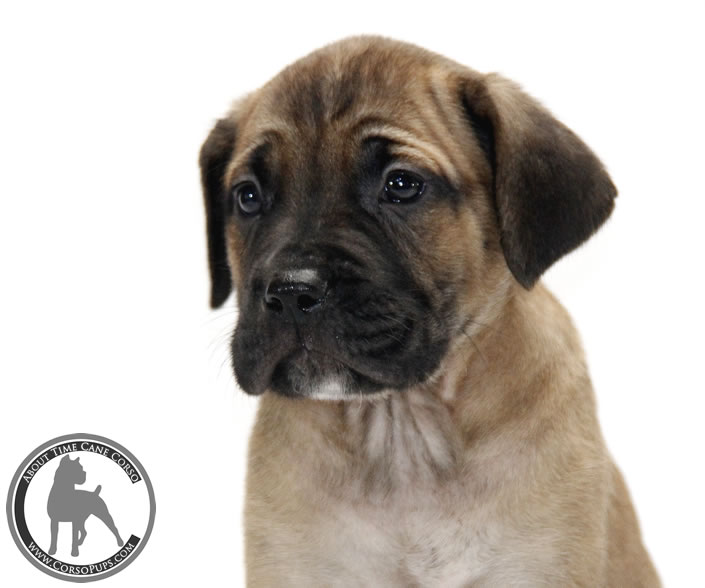 About Time Cane Corso Italiano - Genuine Versality!