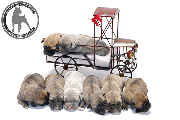 About Time Cane Corso Italiano - Genuine Versality!