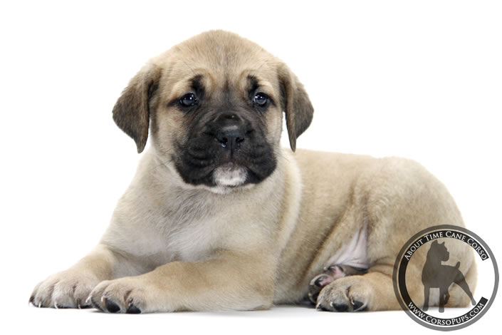 About Time Cane Corso Italiano - Genuine Versality!