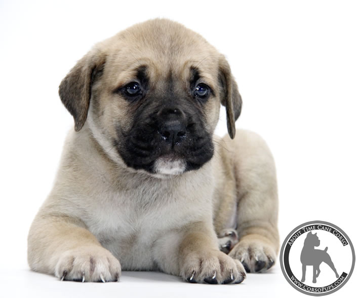 About Time Cane Corso Italiano - Genuine Versality!