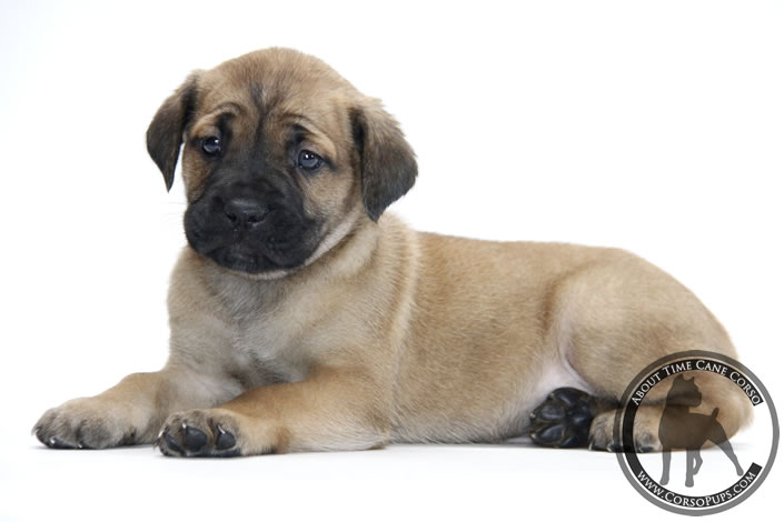 About Time Cane Corso Italiano - Genuine Versality!