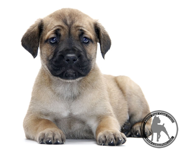 About Time Cane Corso Italiano - Genuine Versality!