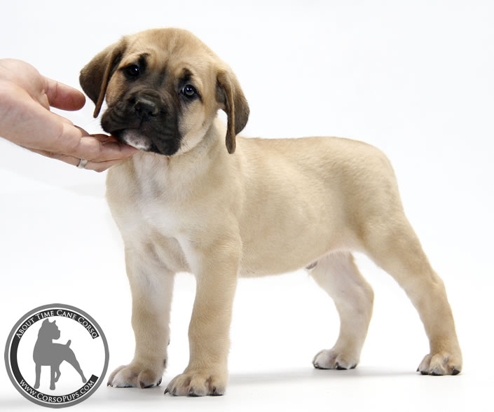About Time Cane Corso Italiano - Genuine Versality!