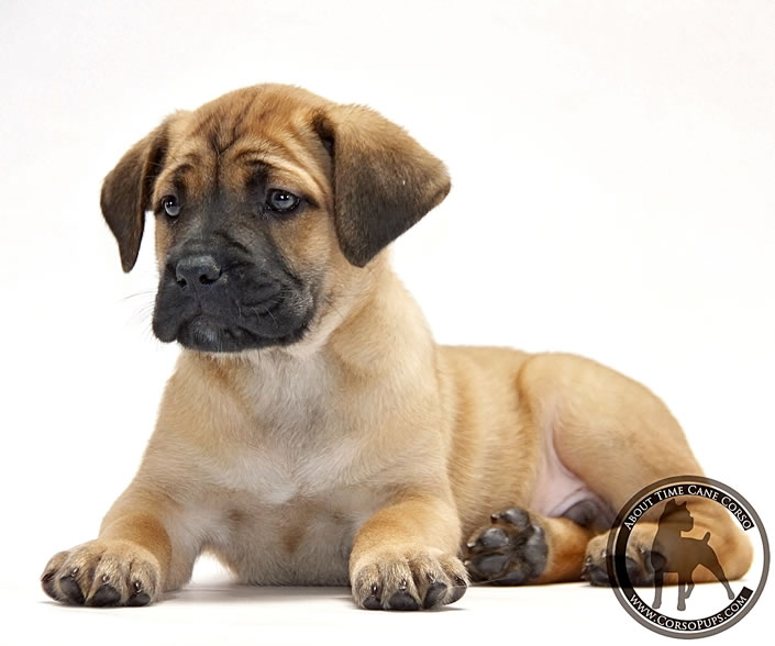 About Time Cane Corso Italiano - Genuine Versality!