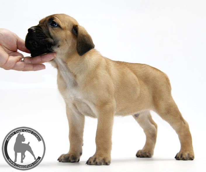 About Time Cane Corso Italiano - Genuine Versality!
