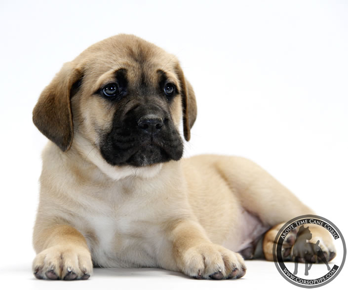 About Time Cane Corso Italiano - Genuine Versality!