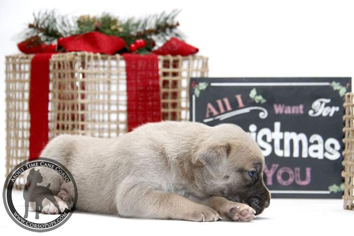 About Time Cane Corso Italiano - Genuine Versality!